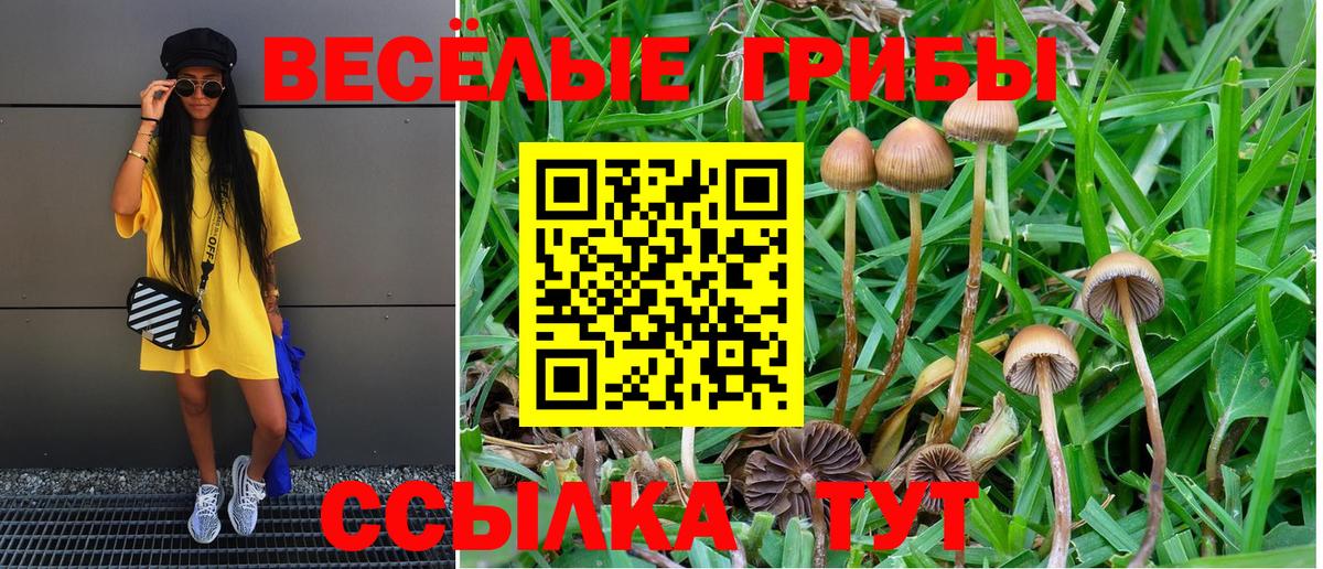 Галлюциногенные грибы Cubensis Реутов